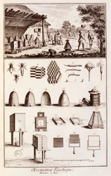 Beekeeping, from 